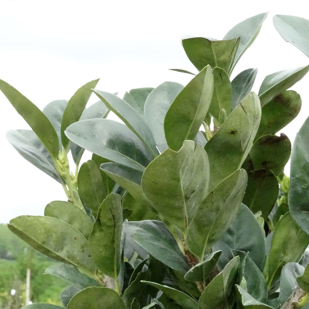 Laurel cerezo Miniredia - Prunus laurocerasus