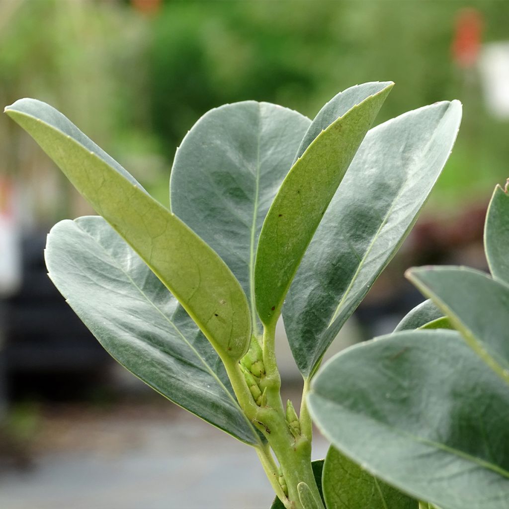 Laurel cerezo Miniredia - Prunus laurocerasus