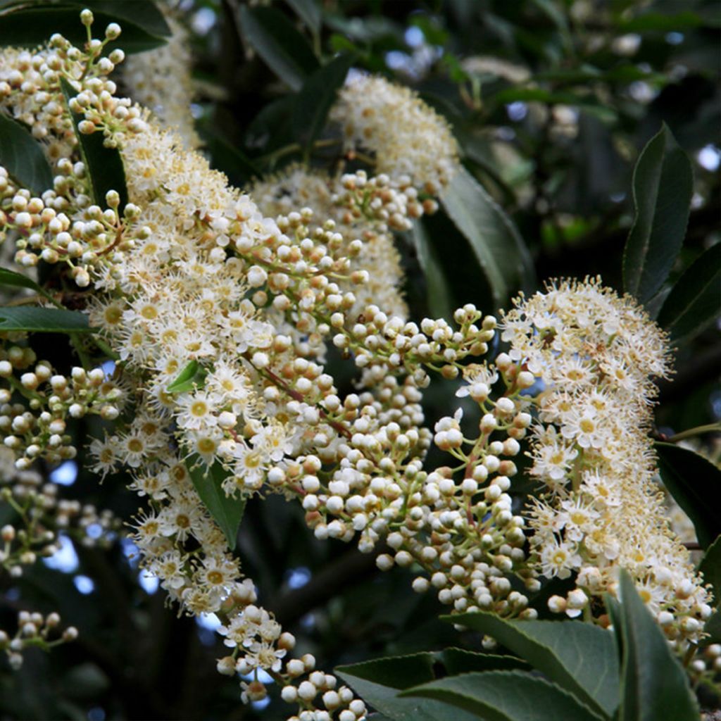 Laurel portugués Myrtifolia - Prunus lusitanica