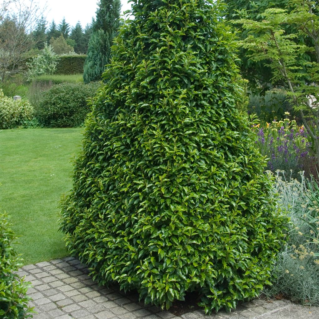 Laurel portugués Myrtifolia - Prunus lusitanica