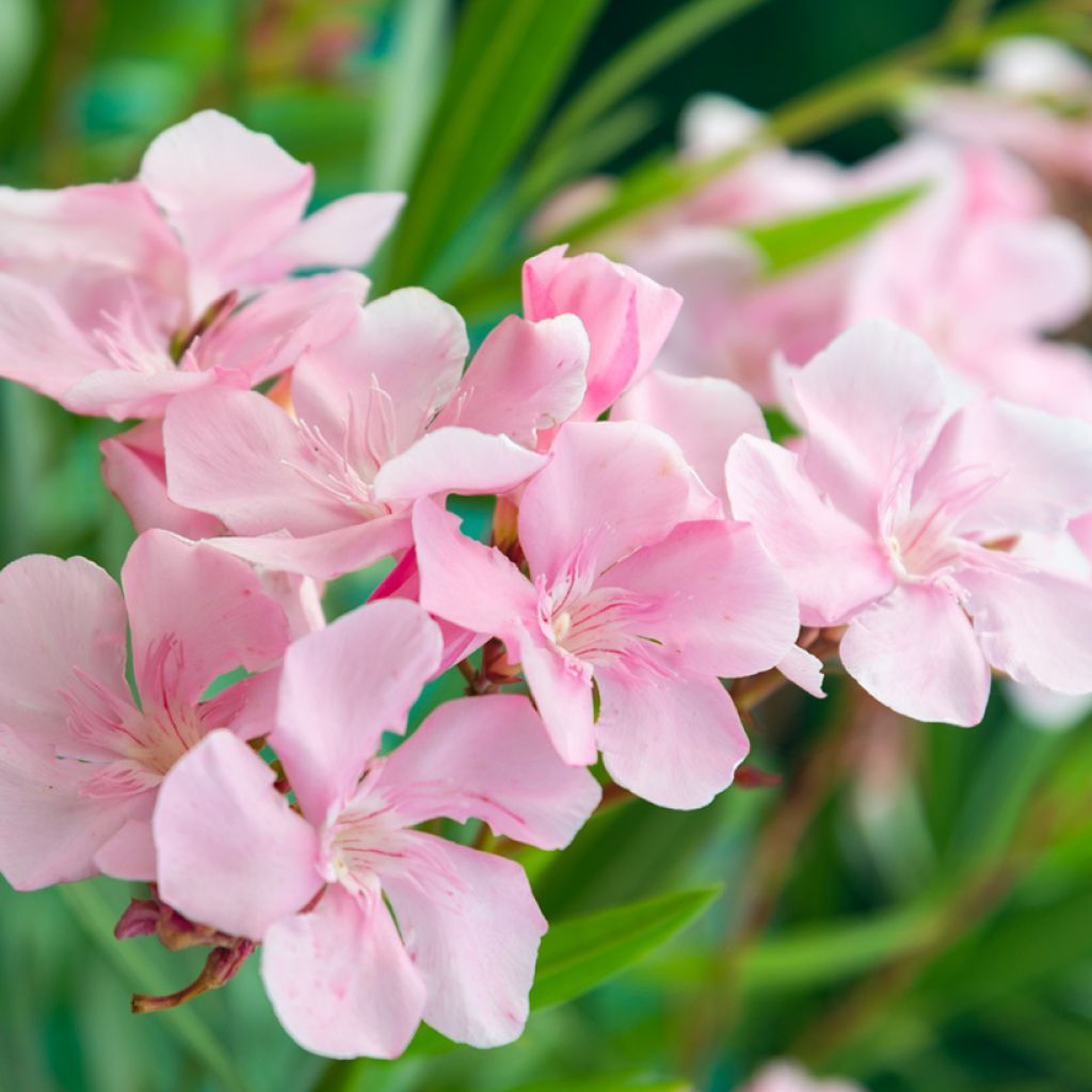 Adelfa rosa - Nerium oleander Caro