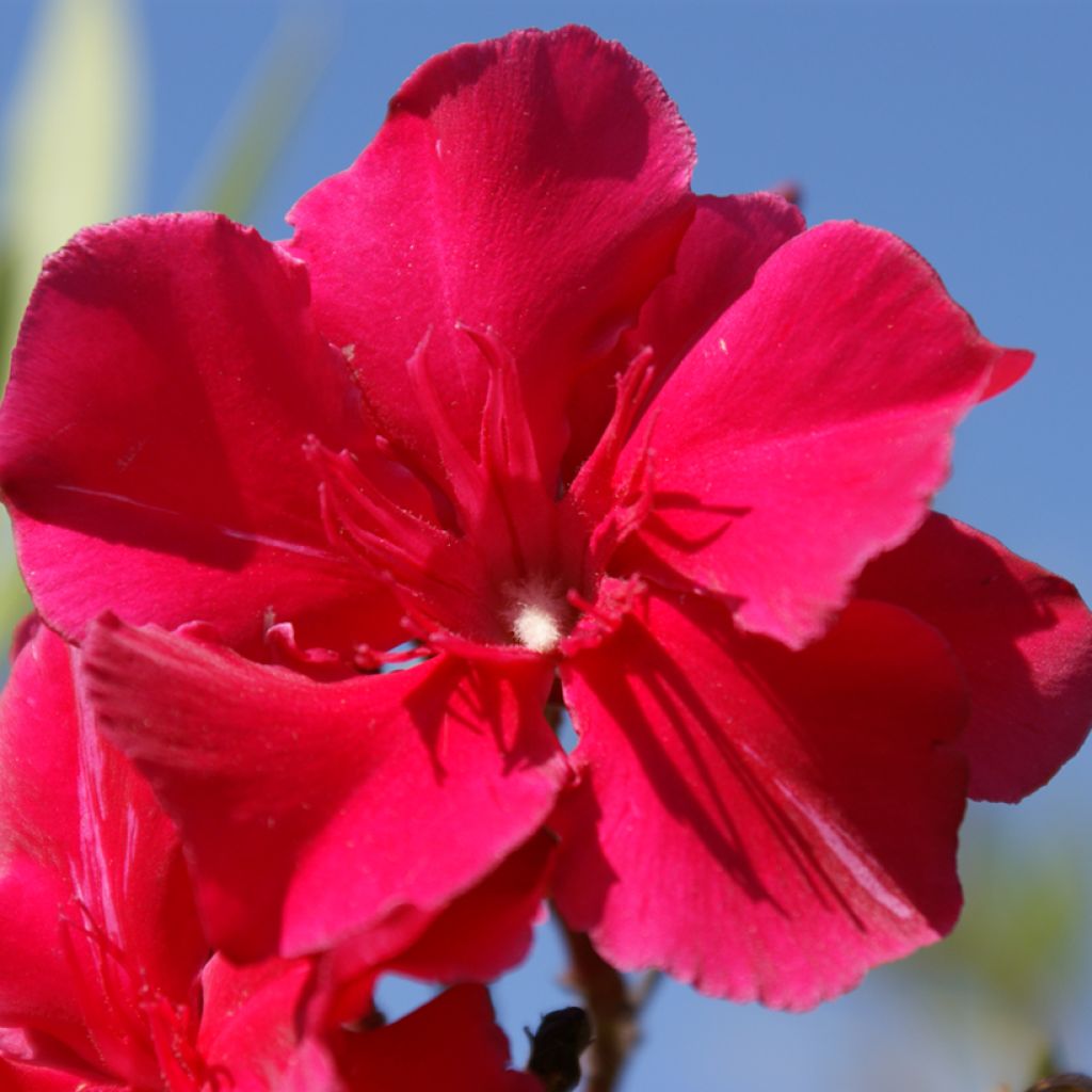 Adlefa roja - Nerium oleander Commandant Barthélemy