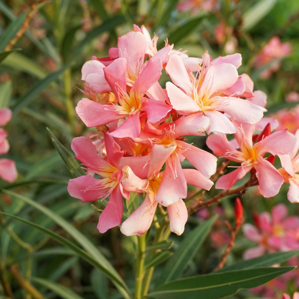 Adlefa - Nerium oleander Docteur Ragioneri