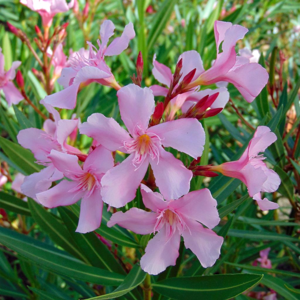 Adlefa rosa - Nerium oleander Emilie