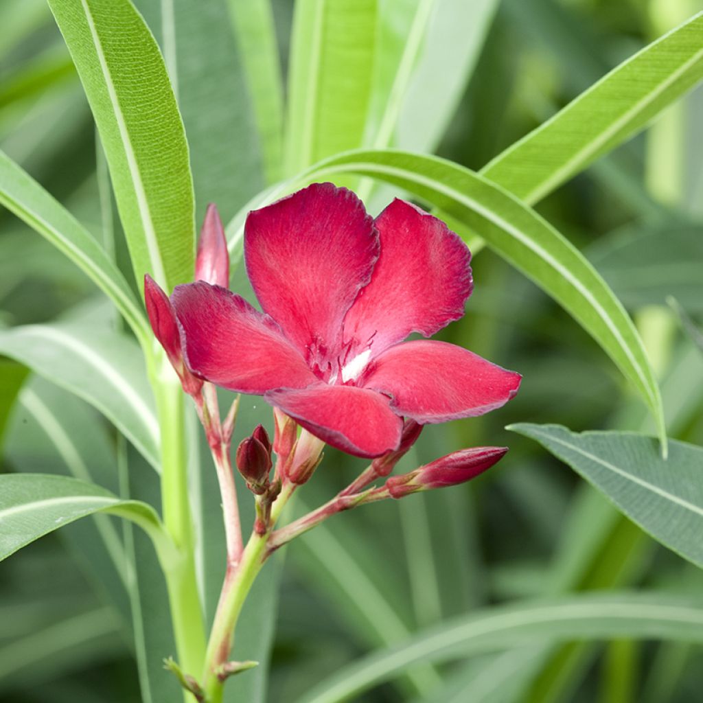 Adlefa roja - Nerium oleander Jannoch