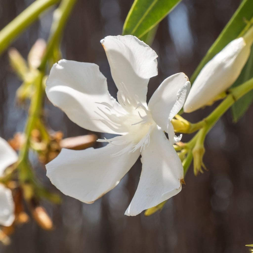 Adlefa blanca- Nerium oleander White