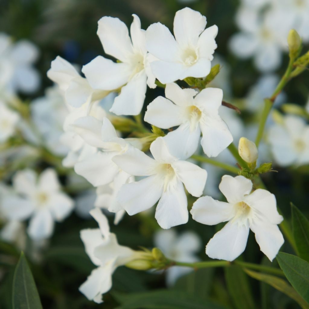 Adlefa blanca- Nerium oleander White