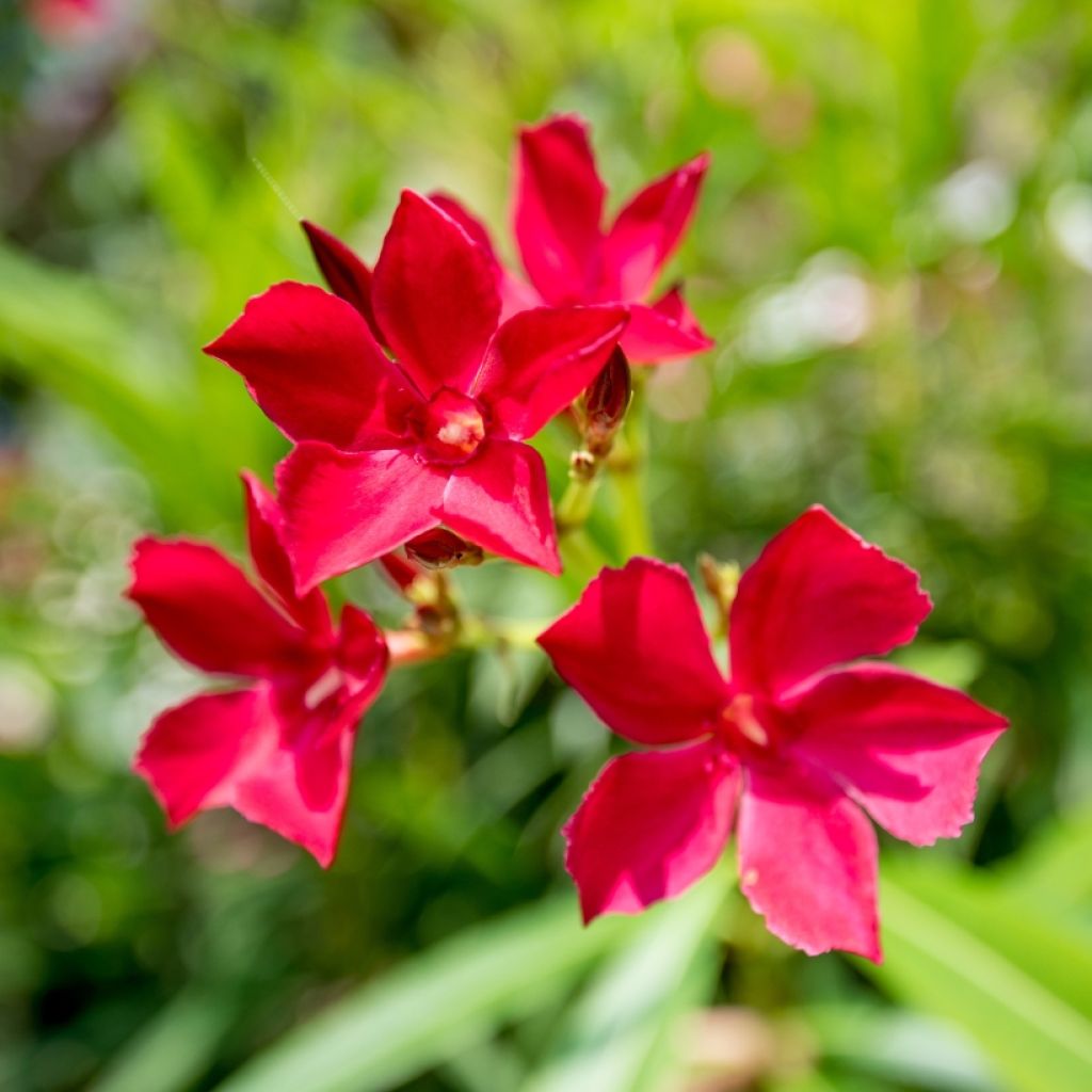 Adlefa roja - Nerium oleander Simple Red