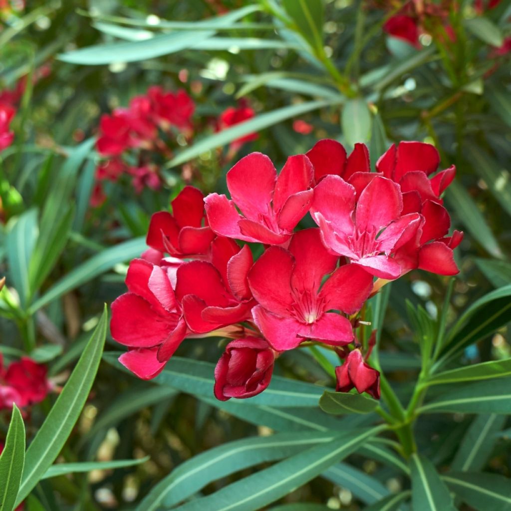 Adlefa roja - Nerium oleander Simple Red