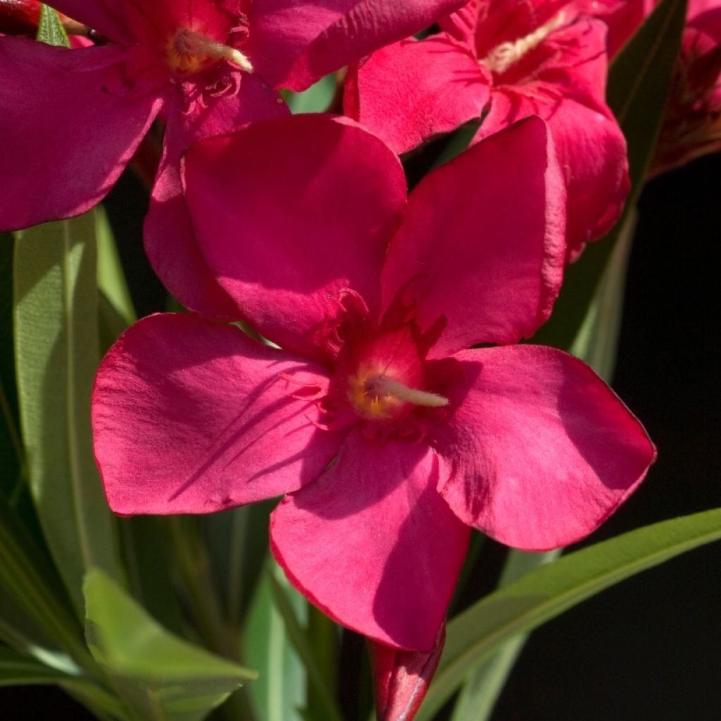 Adlefa roja - Nerium oleander Simple Red