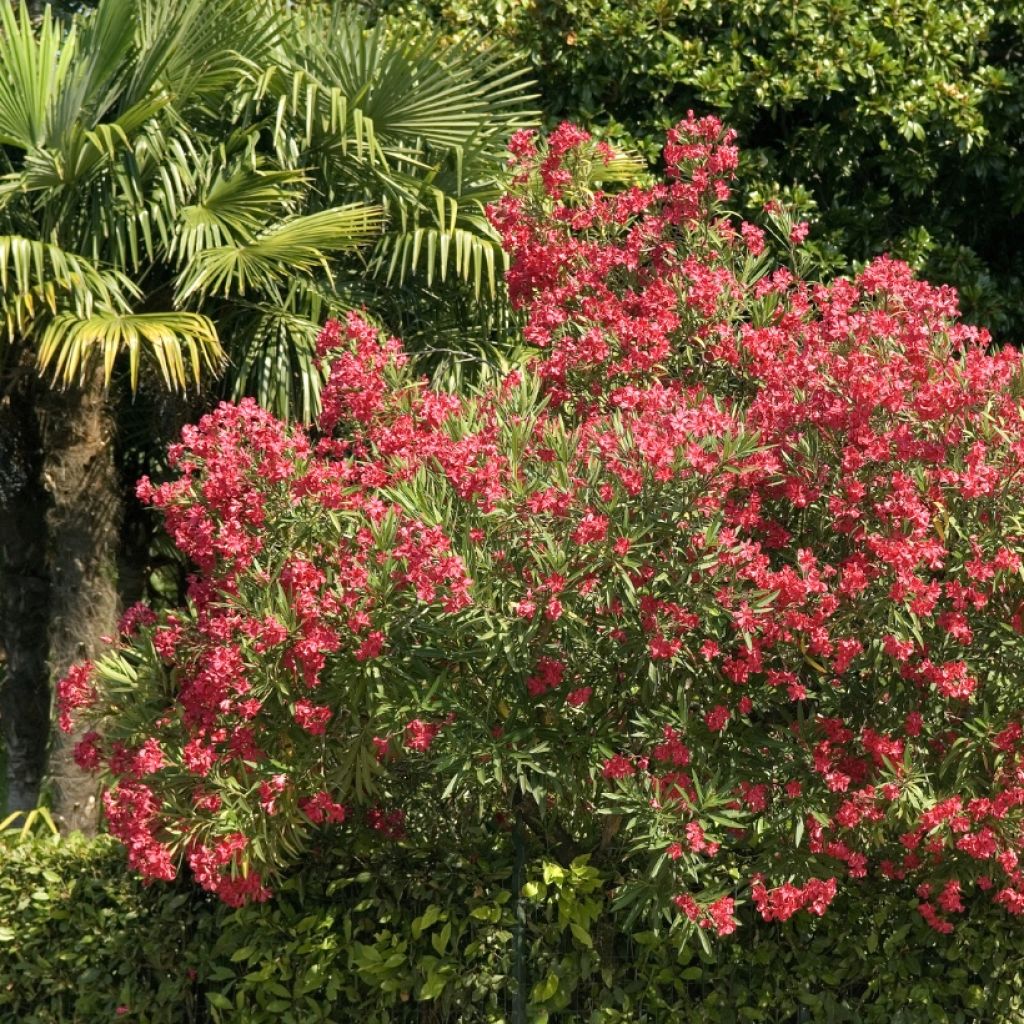 Adlefa roja - Nerium oleander Simple Red