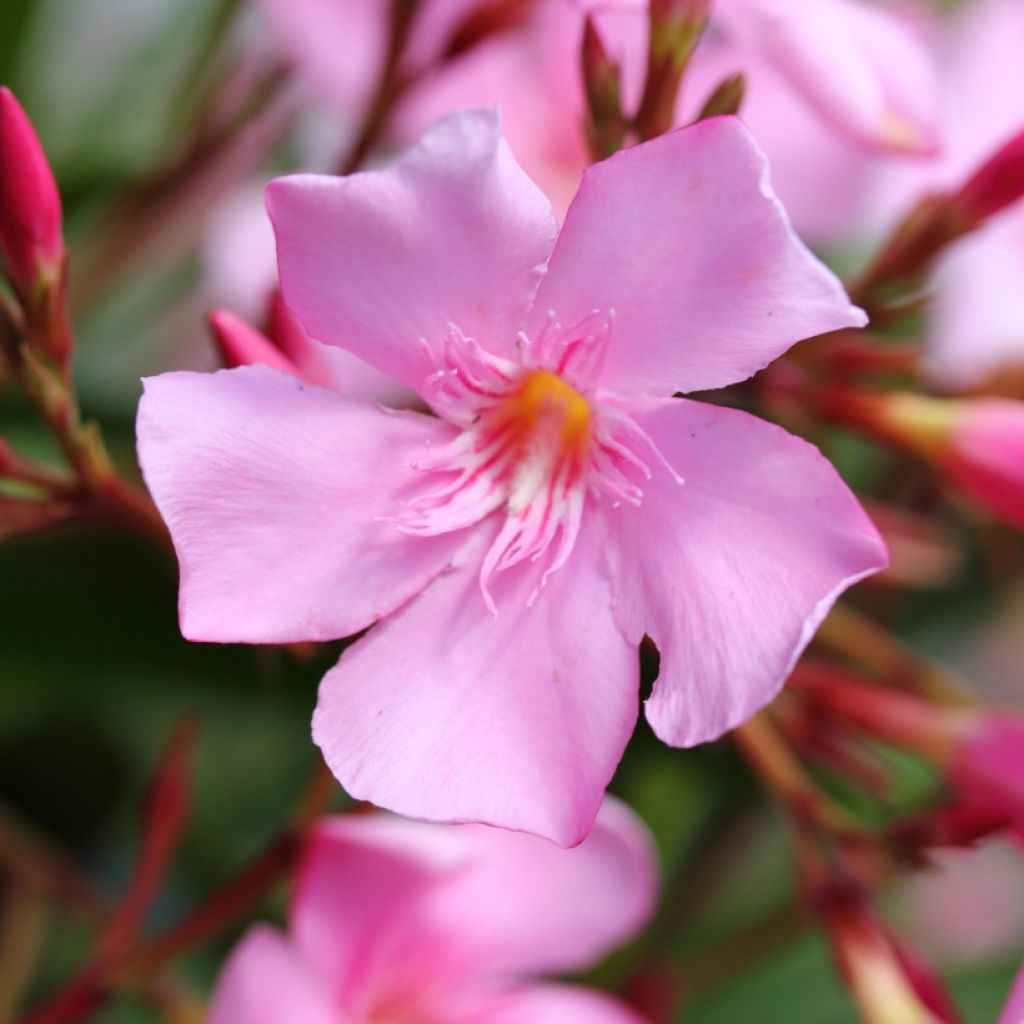 Adelfa rosa  - Nerium oleander