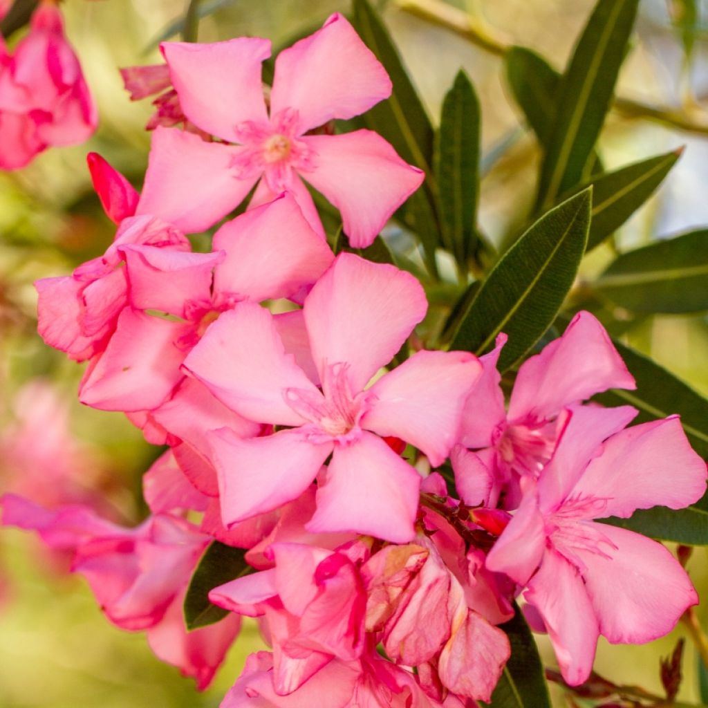 Adelfa rosa  - Nerium oleander