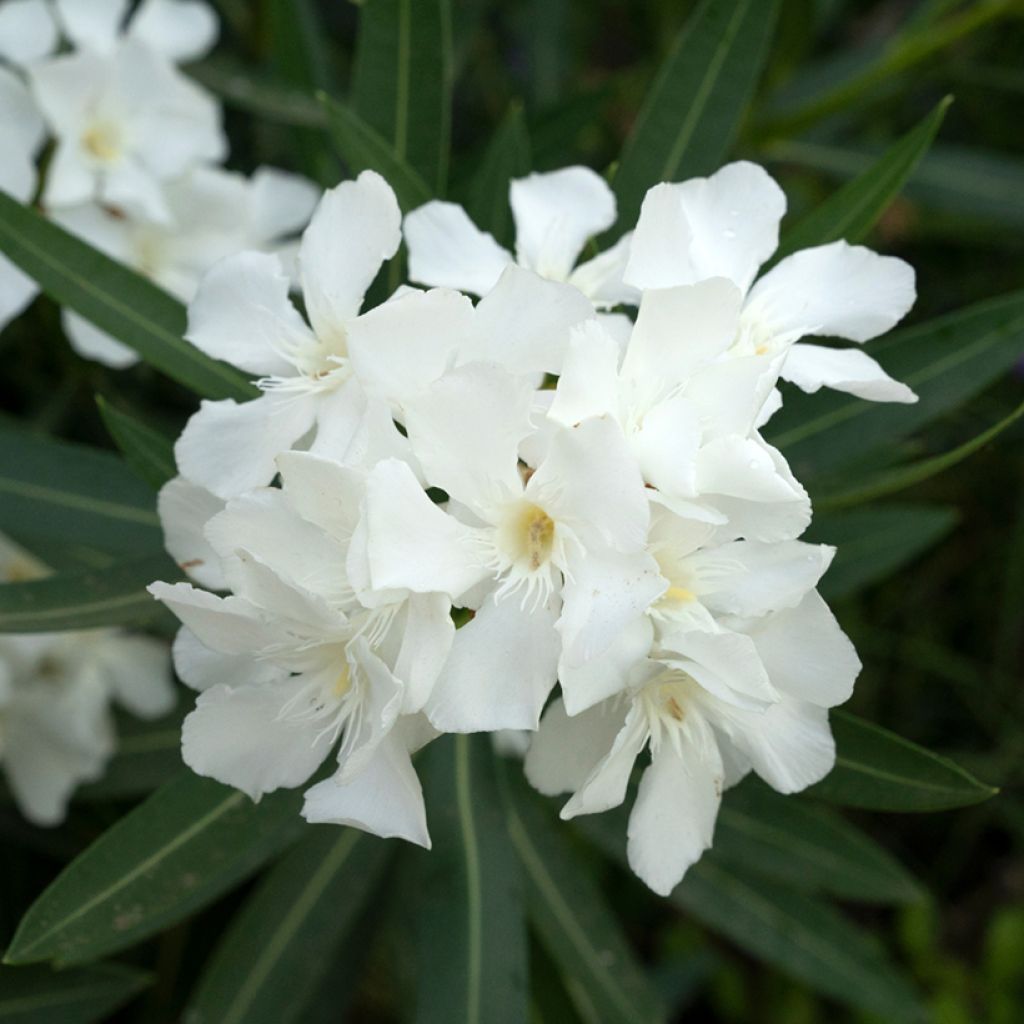 Adlefa - Nerium oleander Soeur Agnes