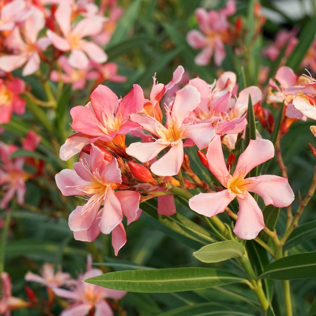 Adlefa - Nerium oleander Soleil Levant