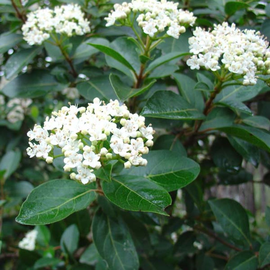 Viburnum tinus - Durillo