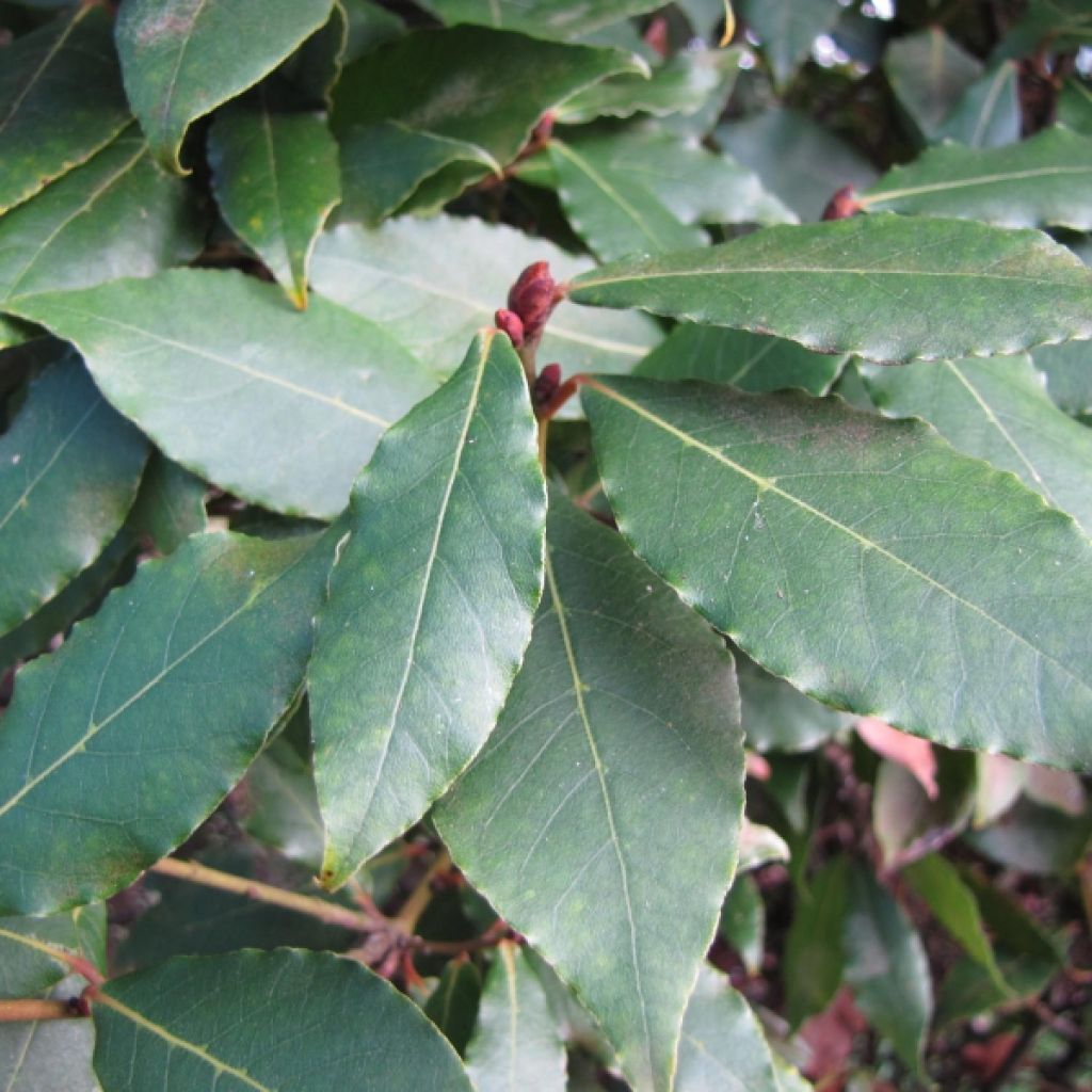 Laurel - Laurus nobilis