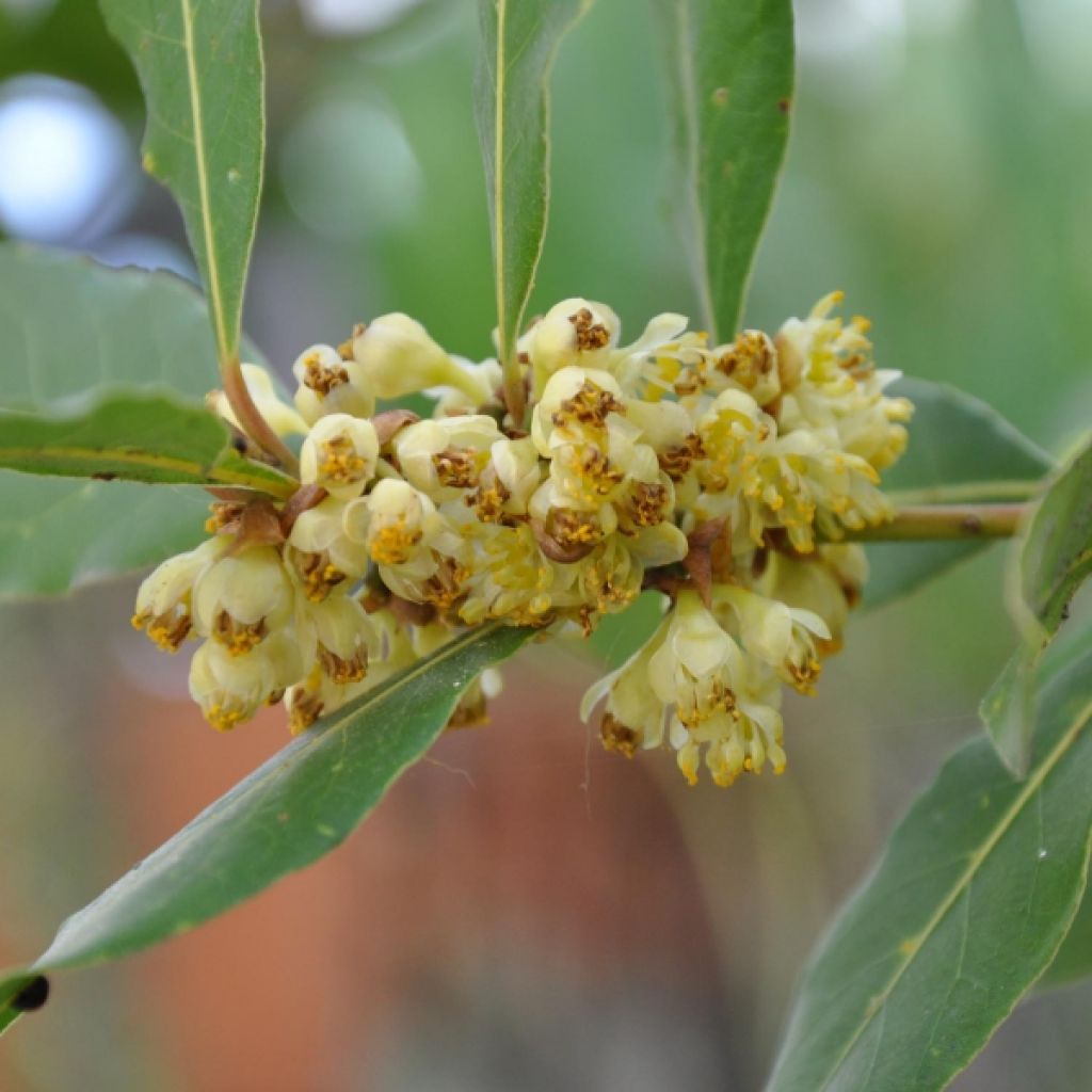 Laurel - Laurus nobilis