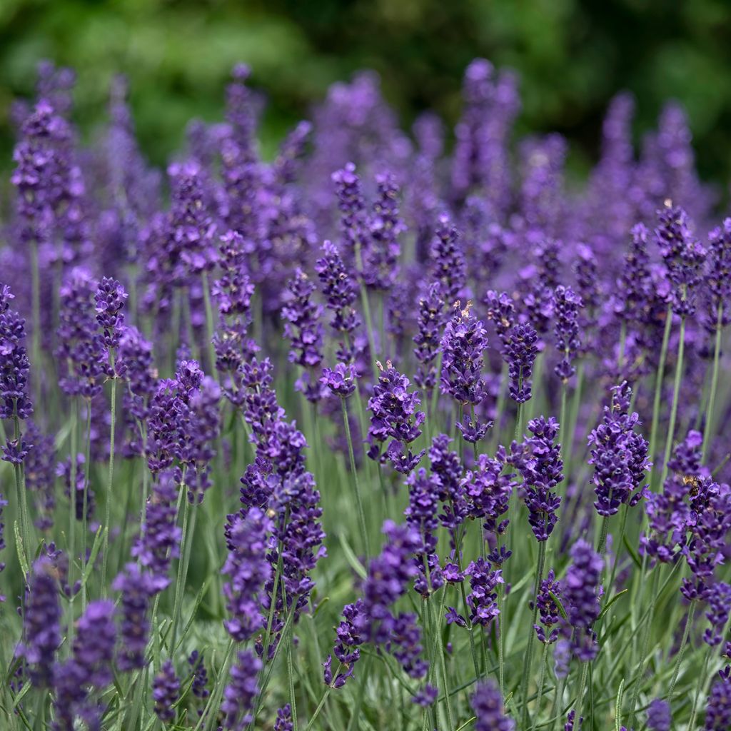 Graines de Lavande Hidcote