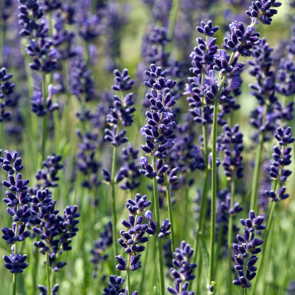 Graines de Lavande Hidcote