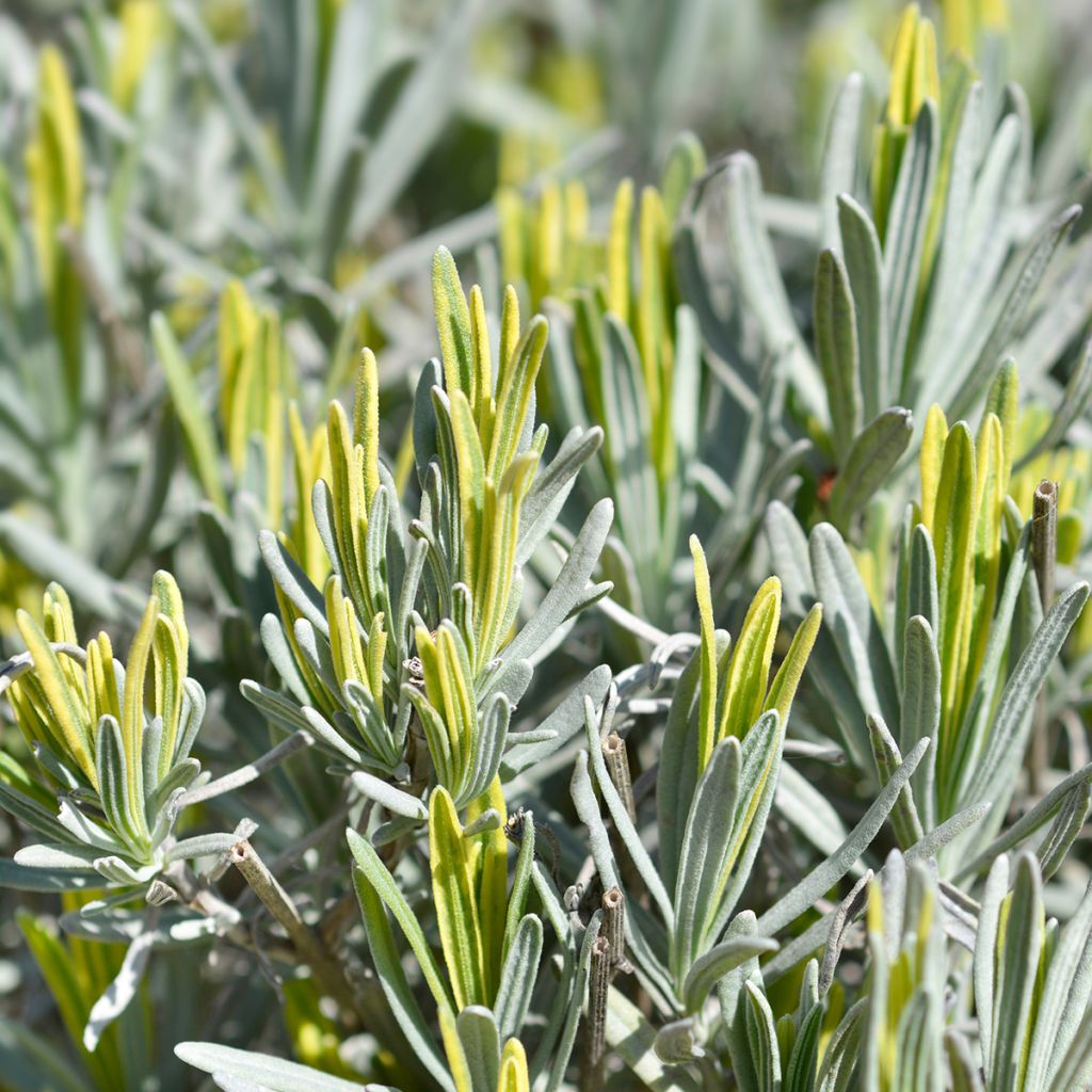 Lavanda intermedia Platinum Blonde - Lavandín