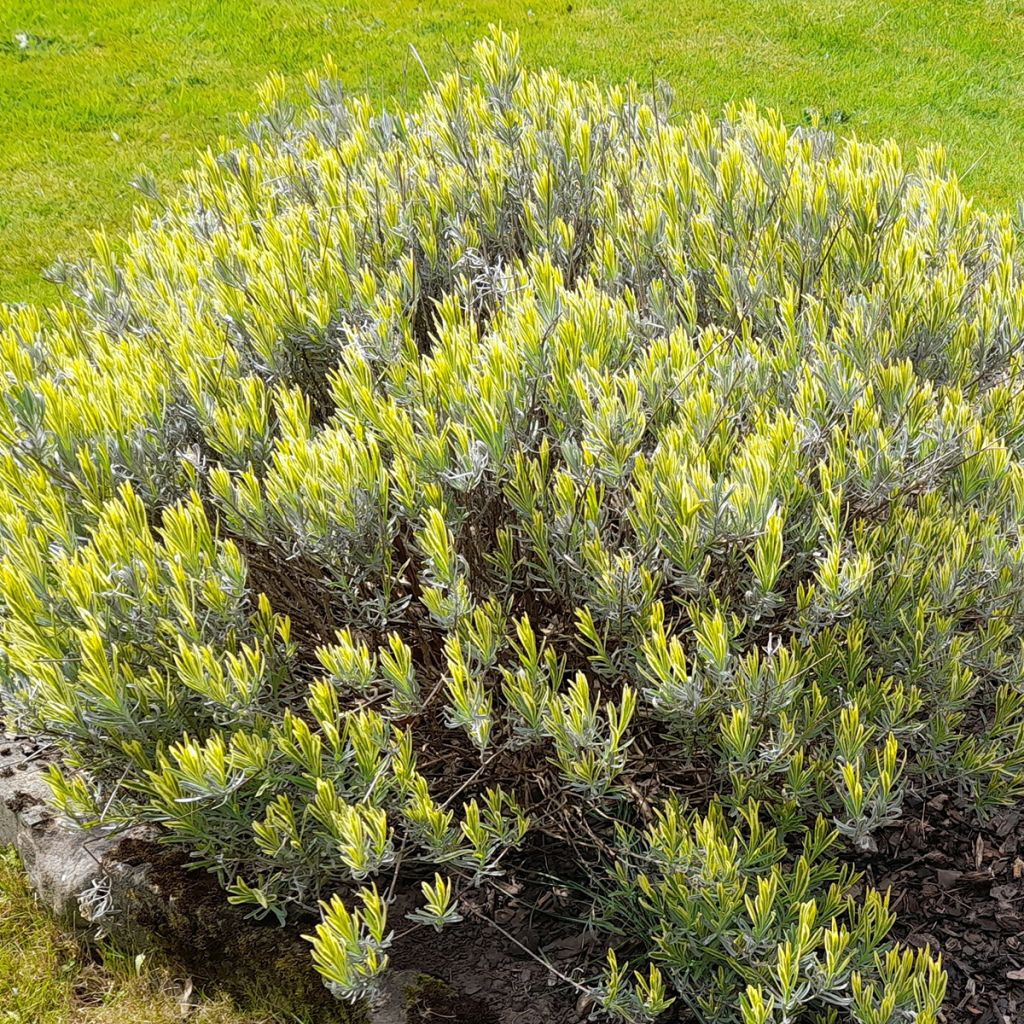 Lavanda intermedia Platinum Blonde - Lavandín