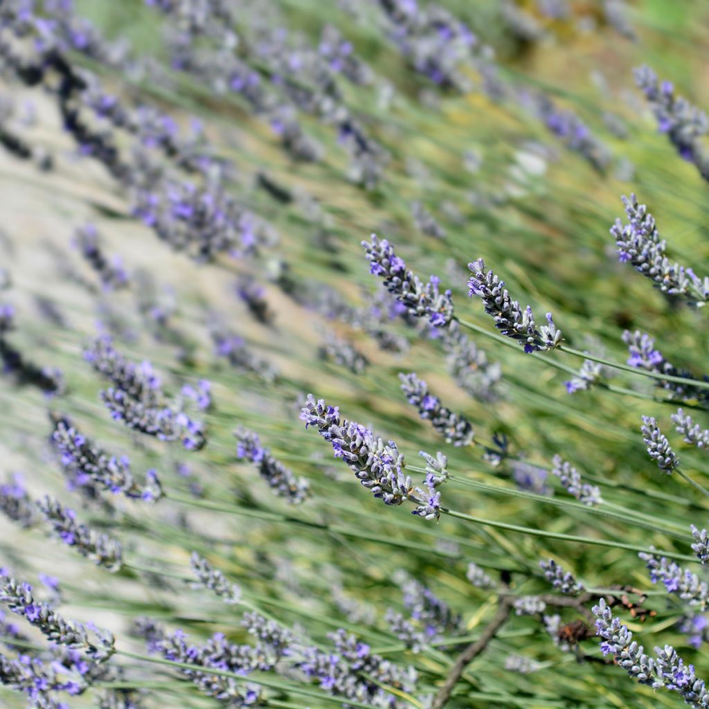 Lavanda intermedia Platinum Blonde - Lavandín