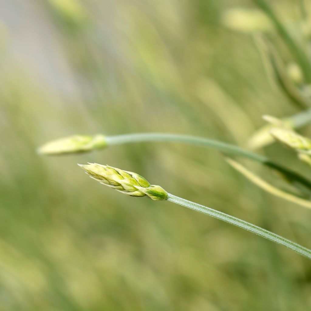 Lavanda intermedia Platinum Blonde - Lavandín