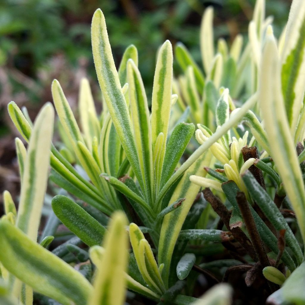 Lavanda intermedia Platinum Blonde - Lavandín