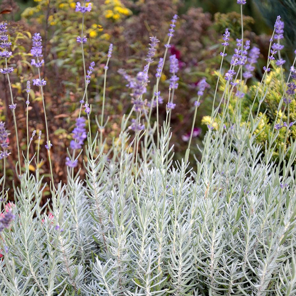 Lavanda Richard Gray