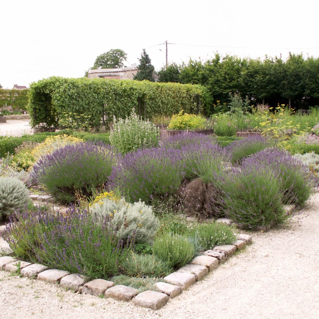 Lavanda - Lavandula officinalis