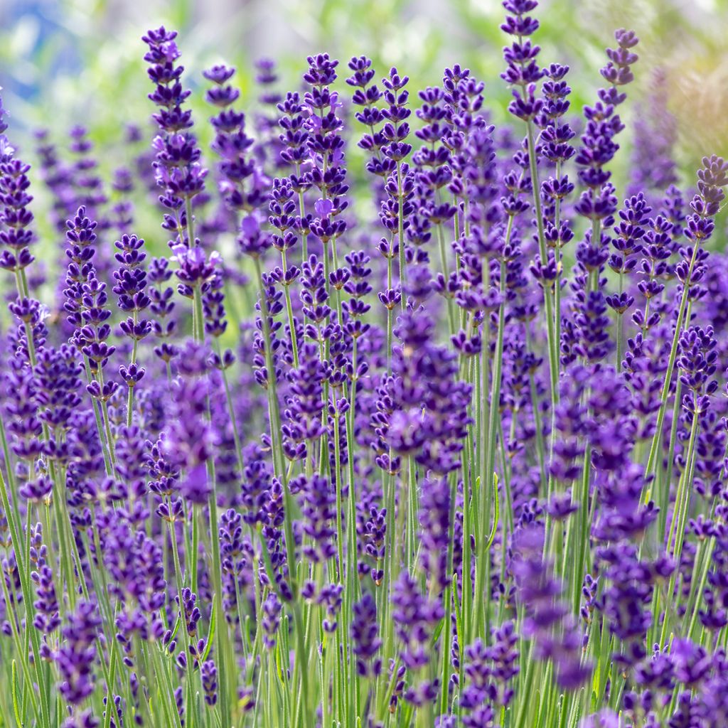 Lavanda - Lavandula angustifolia