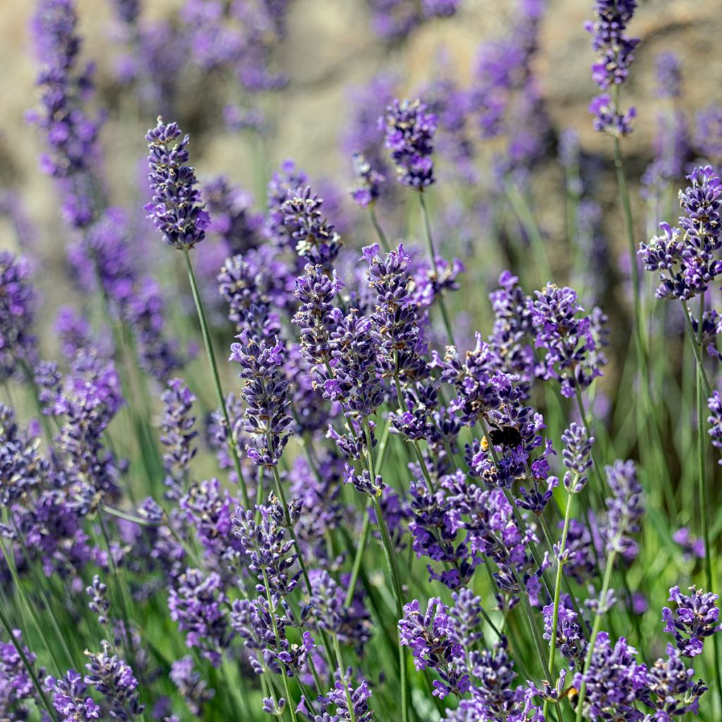 Lavanda angustifolia Munstead