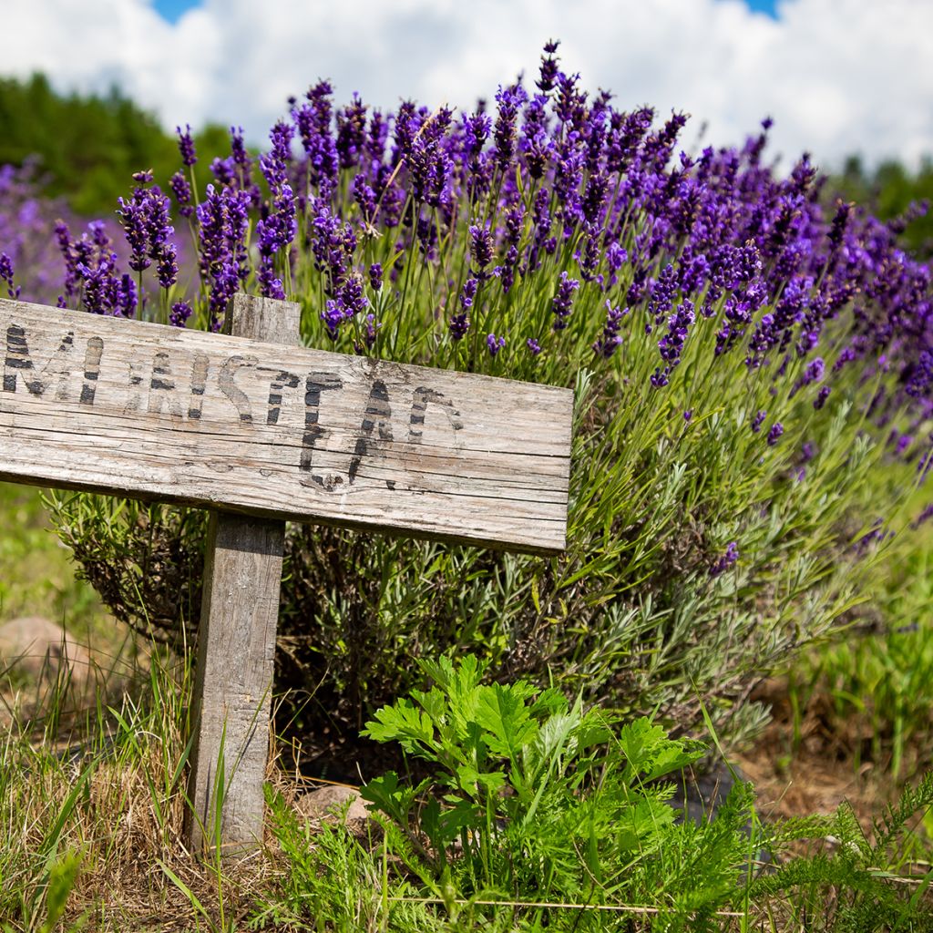 Lavanda angustifolia Munstead