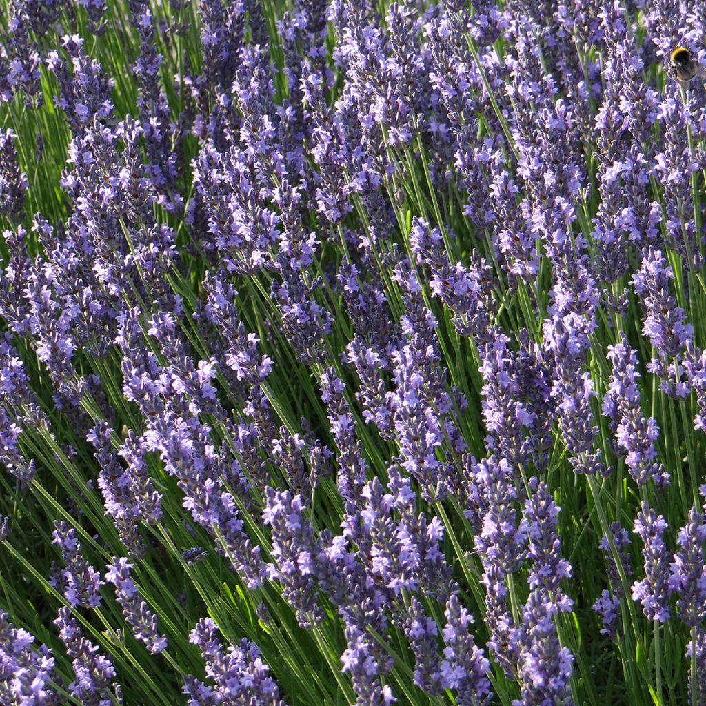 Lavanda intermedia Grosso - Lavandín