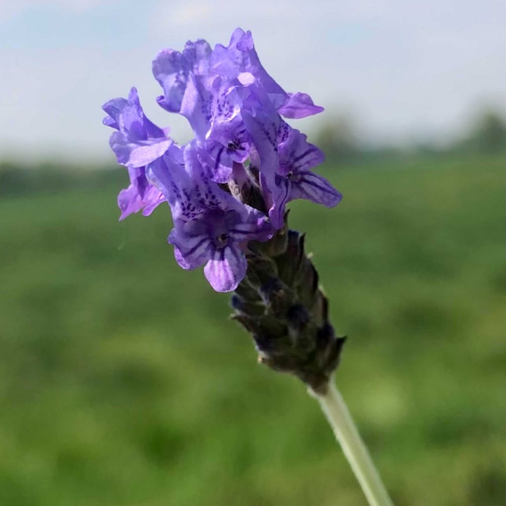 Lavandula pinnata var. Pinnata - Lavande pennée de Canaries