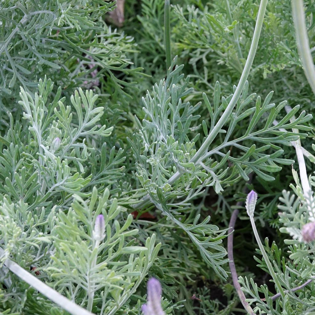 Lavandula pinnata var. Pinnata - Lavande pennée de Canaries