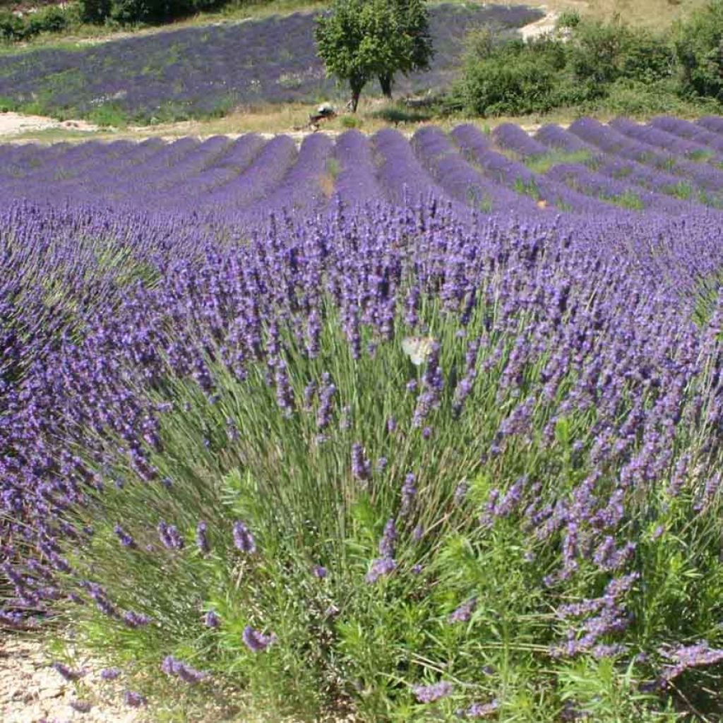 Lavanda - Lavandula officinalis