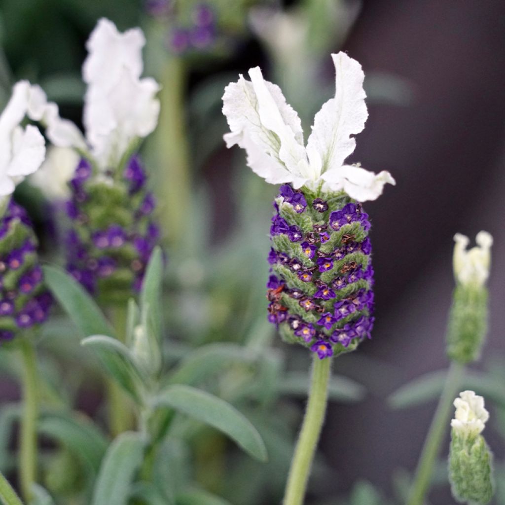 Lavanda stoechas Bandera White - Cantueso