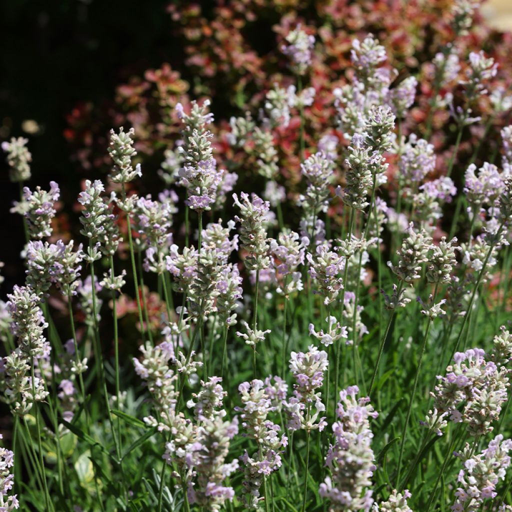 Lavanda angustifolia Loddon Pink