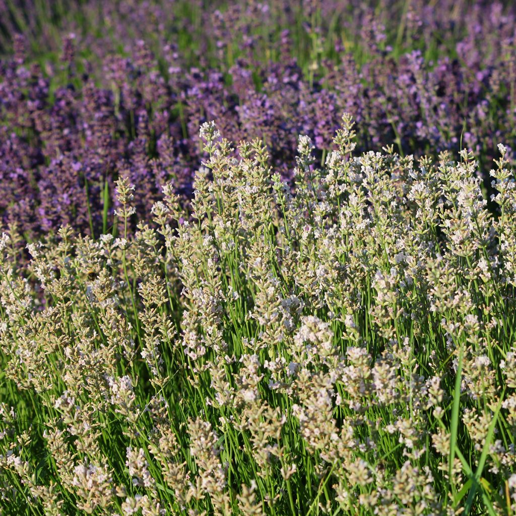 Lavanda angustifolia Rosea