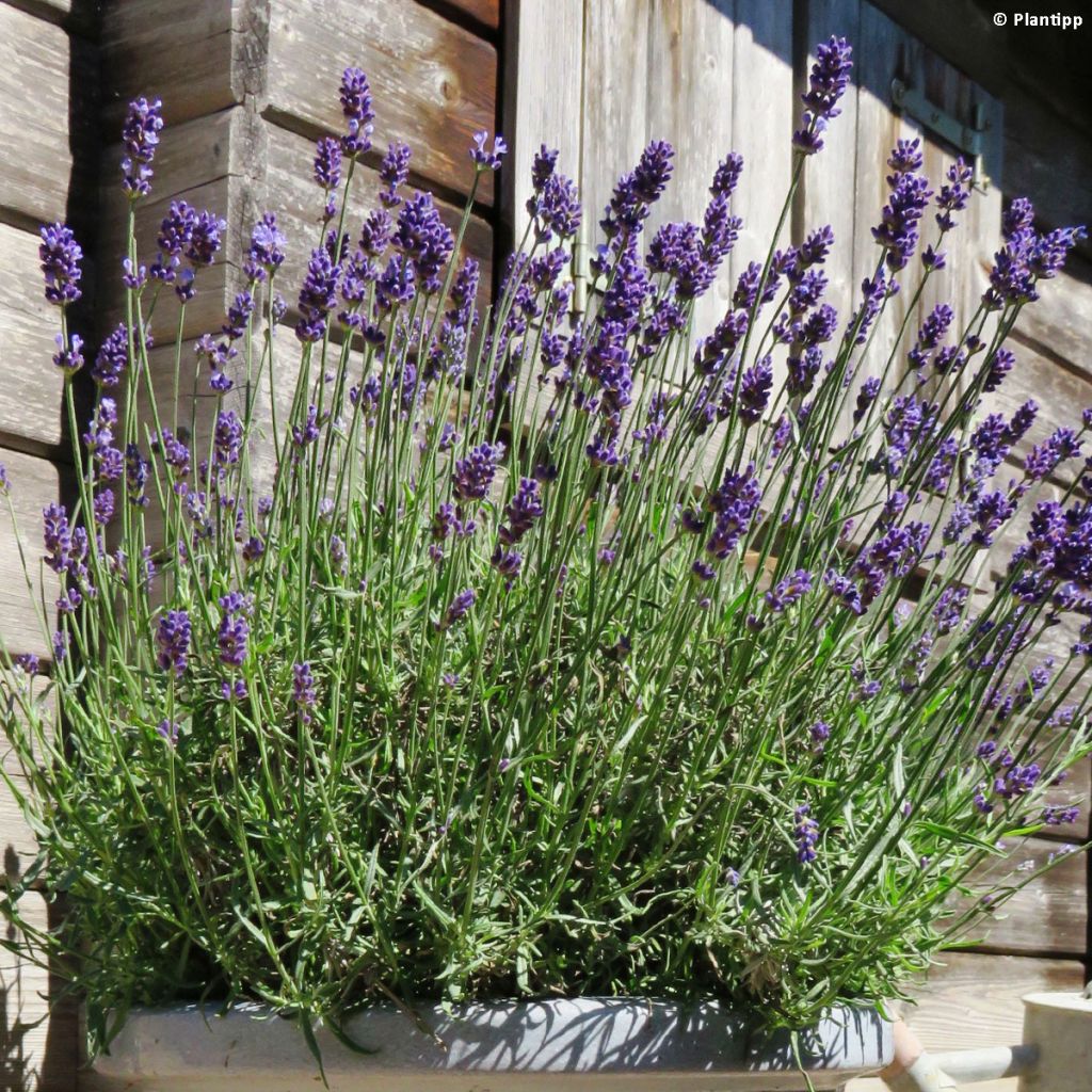 Lavandula angustifolia Blue Jeans - Lavande vraie