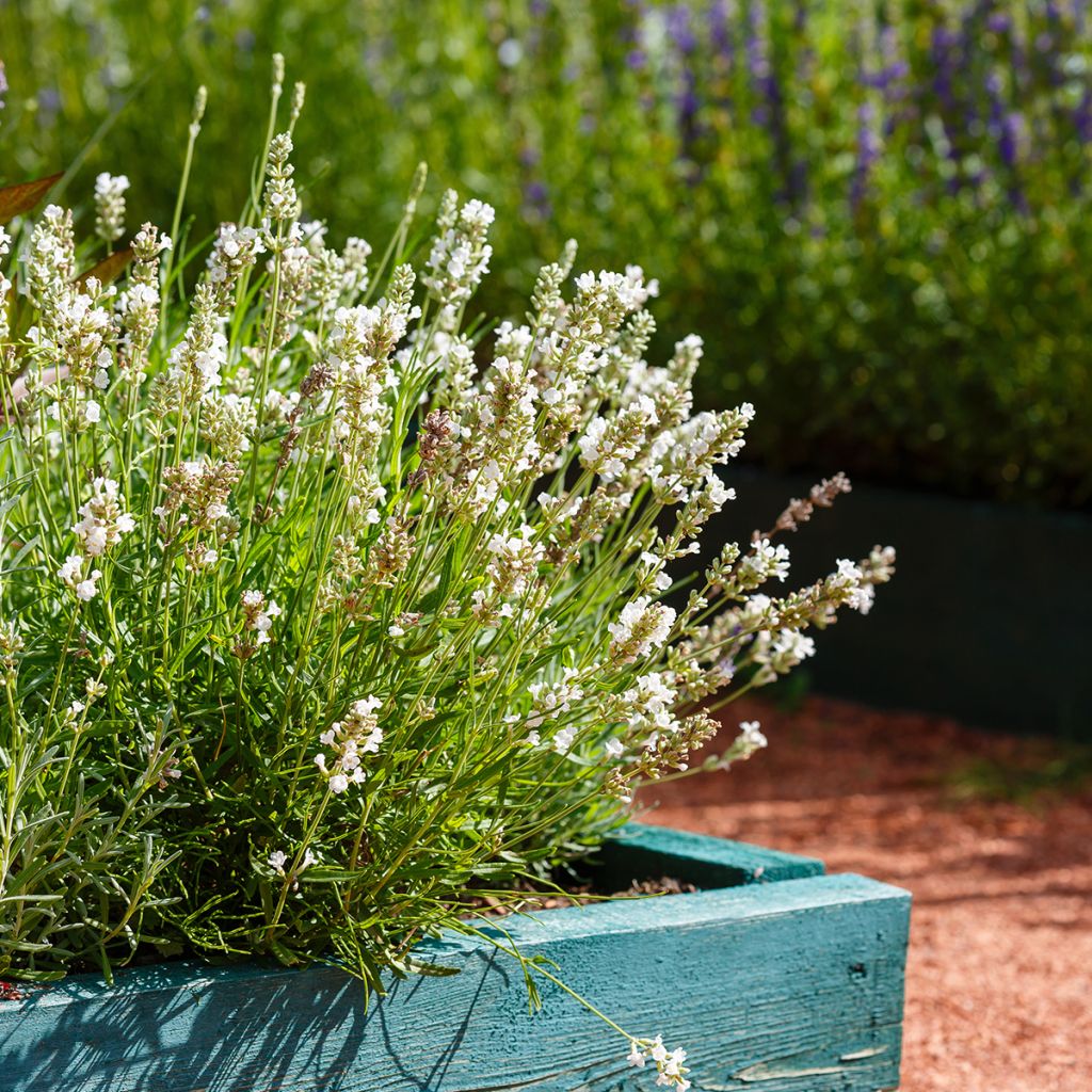 Lavanda angustifolia Hidcote White