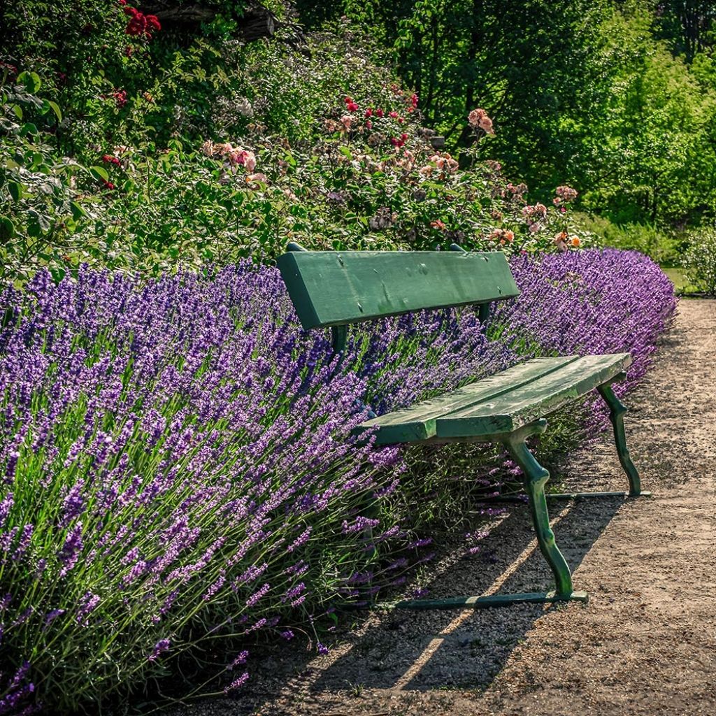 Lavande vraie Siesta - Lavandula angustifolia Siesta