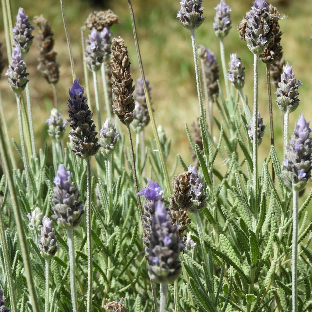 Lavandula dentata - Alhucema rizada