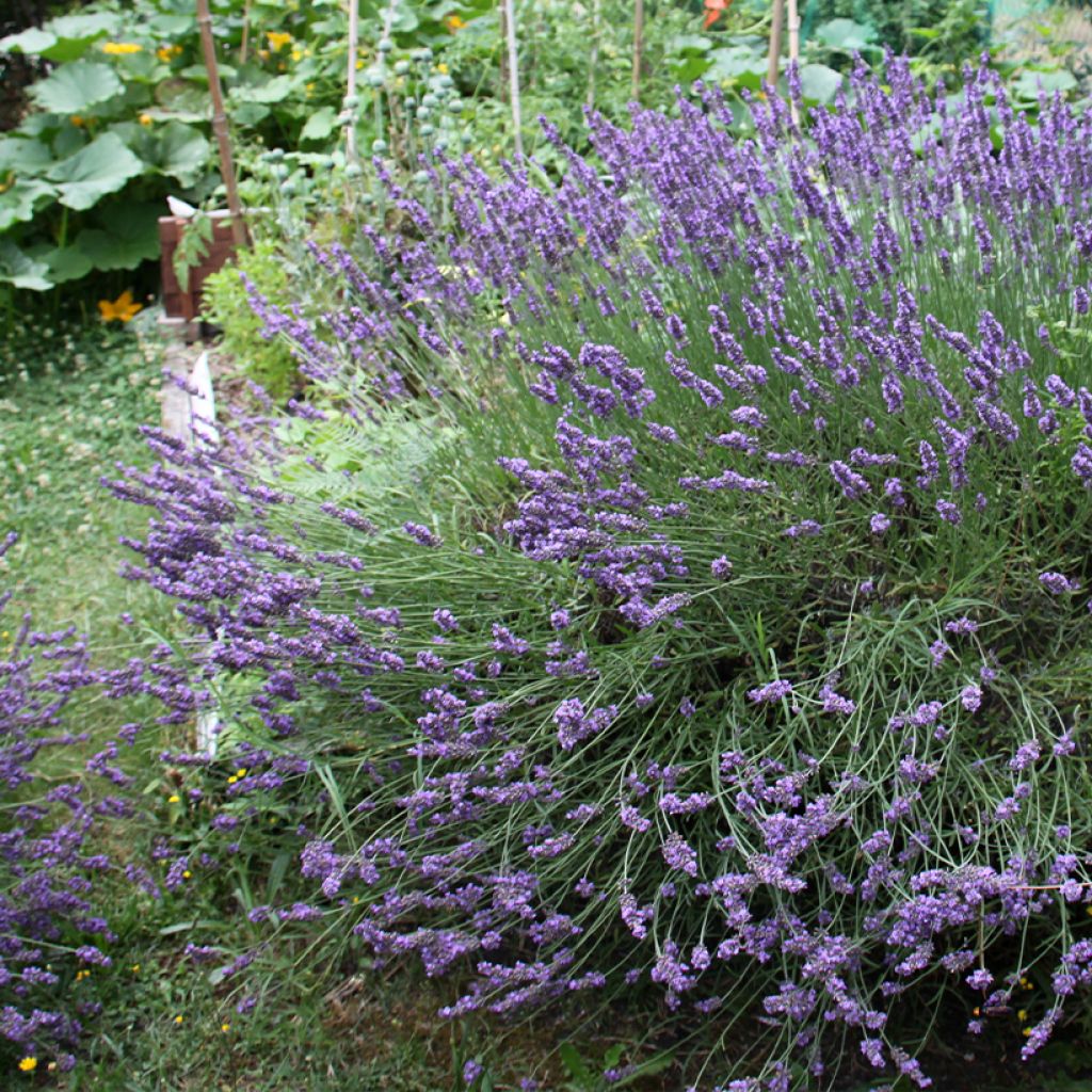 Lavande hybride, Lavandin - Lavandula intermedia Grosso