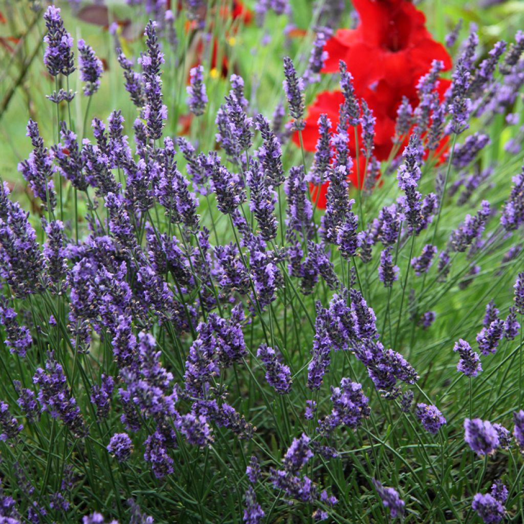 Lavande hybride, Lavandin - Lavandula intermedia Grosso