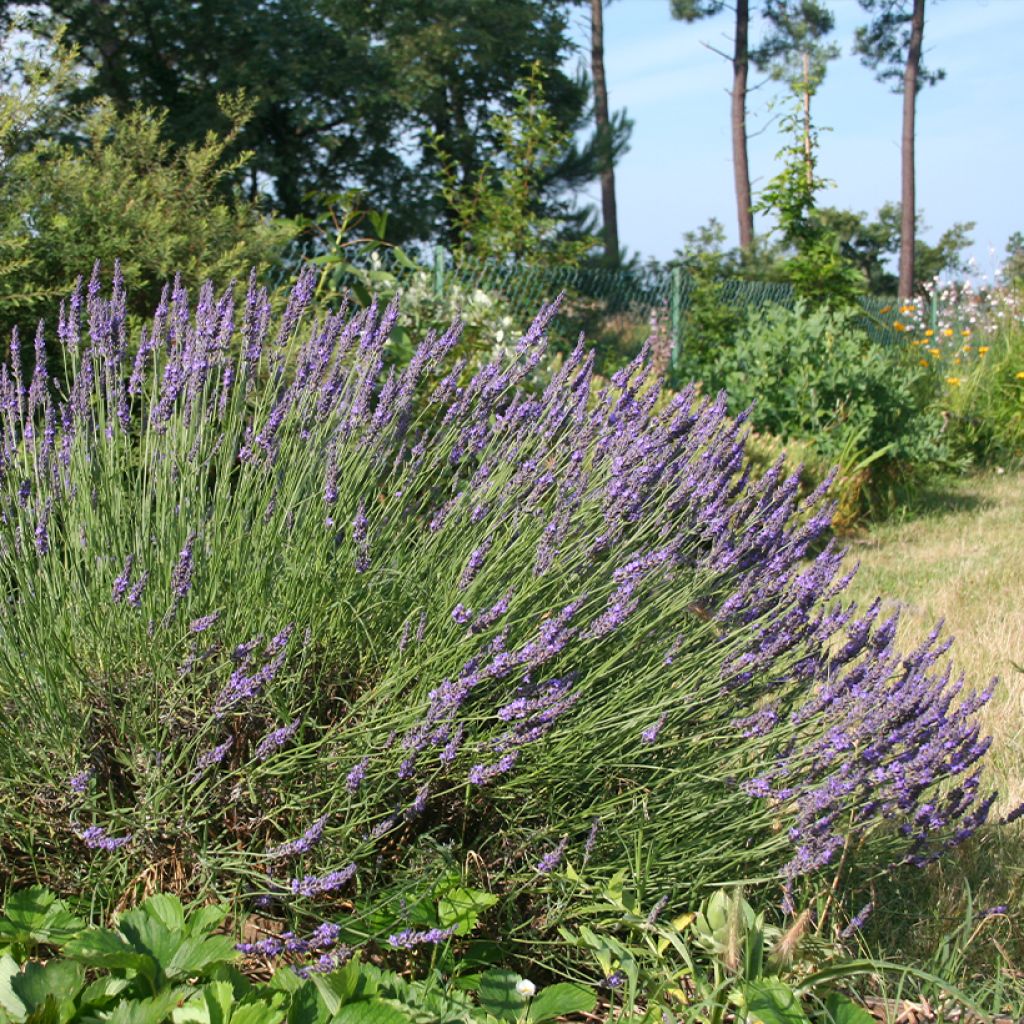 Lavande hybride, Lavandin - Lavandula intermedia Grosso