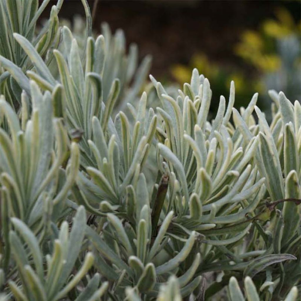 Lavandin - Lavandula intermedia Walburton's Silver Edge (Walvera) 