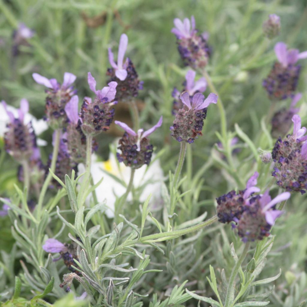 Lavandula stoechas Fat Head - Lavande à toupet - Lavande papillon